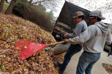 Leaf Removal
